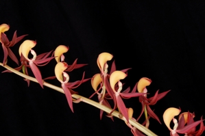 Mormodes ignea Sunset Valley Orchids HCC/AOS 78 pts.